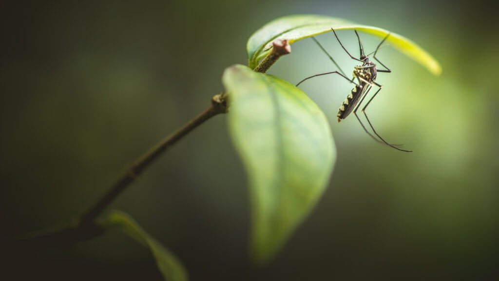 Bartsch Schädlingsbekämpfung Hannover Insektenbestimmung